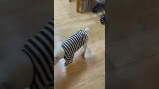Doggo trying shoes on for first time 신발신고 다리 고장난 강아지
