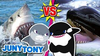 Great White Shark vs. Orca Rematch  Who Will Be the Winner?  Animal Songs for Kids  JunyTony