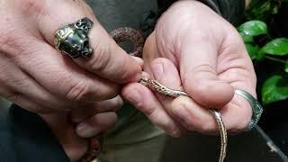 How to sex corn snakes  sexing corn snake made easy  