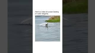 #shorts #viral #tiktok #fyp #swan #tiktokvideo #tiktokvideo #nature #animals #birds