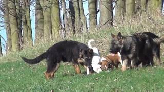 German Sheperd Youngstars and Friends