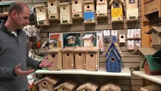 Bluebird houses tips for success