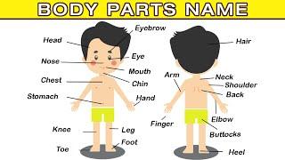 Body Parts for Kids A Fun and Educational Video  Learn the Names of Human Body Parts .