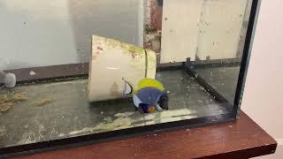 Powder blue tang eating algae pellets in Quarantine Tank