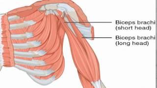 Two Minutes of Anatomy Biceps Brachii