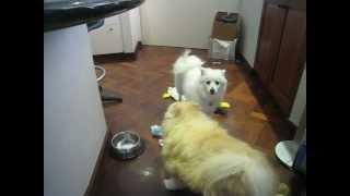 Japanese and German spitz bark-off.AVI