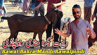 Rawat Bakra Mandi Rawalpindi Latest Update 19 December 2023