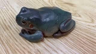 Beautiful Blue White’s Tree Frog