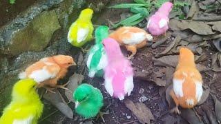 Horeee Anak Ayam Lucu Warna Warni Bikin Anak Lupa Main HP dijamin Seneng Banget