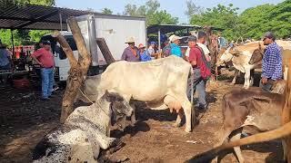 Bonitas vacas Paridas en El Tránsito San Miguel El Salvador On 24072024