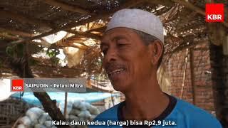 Nasib Petani Tembakau di Lombok Tengah