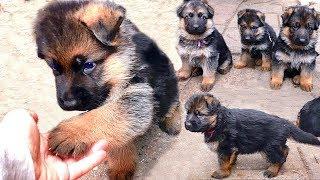 Super cute 1 month old German Shepherd puppies. Odessa. Ukraine.