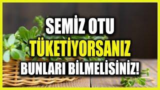 Semiz Otu Tükettiğinizde Size Ne Yaptığına Çok Şaşıracaksınız