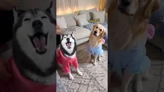 Husky Vs Golden Retriever