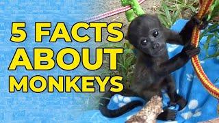 5 Facts About Monkeys