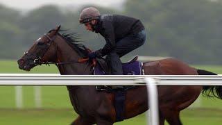 Frankel and his final season Newmarket racecourse gallop