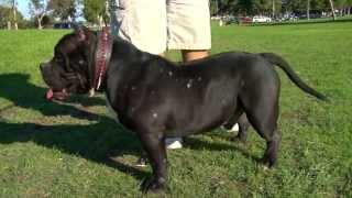 AMERICAN BULLY - GOLDEN BOY