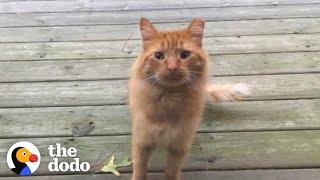 Guy Tries To Befriend A Stray Cat For Over A Year  The Dodo