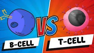 B Cells vs T Cells  B Lymphocytes vs T Lymphocytes - Adaptive Immunity - Mechanism