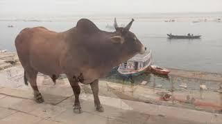 Varanasi gezisi