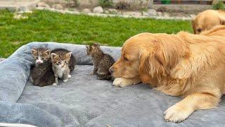 Golden Retriever’s Adorable Attempt to Reclaim Her Bed From Kittens