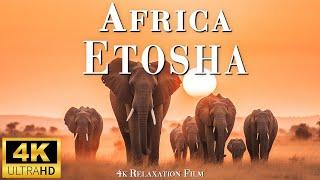 Exploring Etosha National Park Namibia Journey into Africas Wild