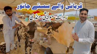 Rawat Bakra Mandi Rawalpindi  Eid Bakra Mandi 2024 Latest updates