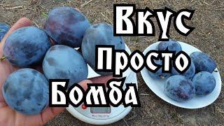 СЛИВА НЕНЬКА PLUM NENKA