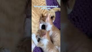 kitten belang 3 selalu ga mau nyusu bareng sama dua oren #shorts #short #shortvideo #kucing #cat