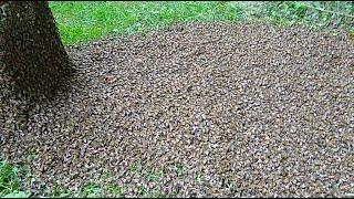 MASSIVE SWARM OF HONEY BEES CRAWLING INTO THIER MOBILE HOME