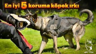 En iyi koruma köpek ırkları ‍