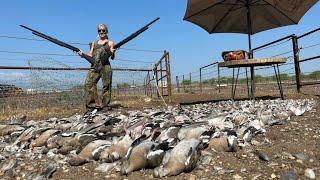 It Got Western in Mexico White ￼Wing Dove Catch & Cook