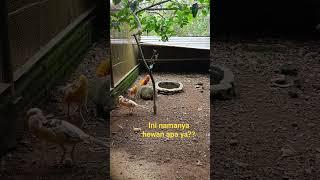 Ini namanya apa ya kawan??? #burung #ayam #hewanlucu