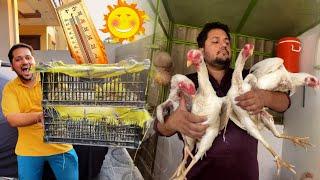 Full Garmi Mein Chicks ki Cargo Punjab Ma Aseel Murgo ka Biggest Farm Birds ki Garmi ka ilaaj Hsn