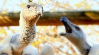 Cape Vulture hit by Wind Turbine