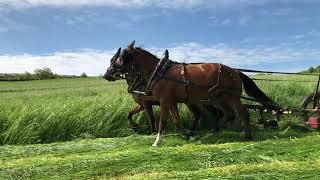 Gras mähen wie anno dazumal