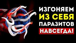 Супер-Еда Против Паразитов Эти 9 Продуктов Изгонят Любых Глистов