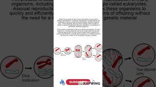 What is the role of mitosis in asexual reproduction