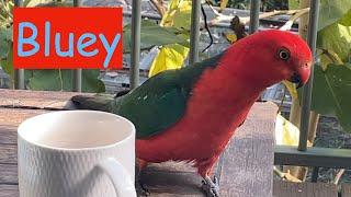 #Australian King #Parrot short + #Cat under the #WSIAirport