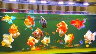 The worlds 10 most beautiful goldfish goldfishs transformation