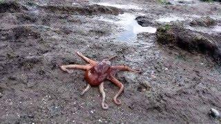 Giant pacific octopus walking back to the water