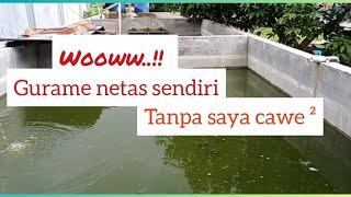 ikan GURAME netas alamitanpa cawe cawe