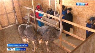 Страусиная ферма в Хабаровском крае становится центром притяжения туристов