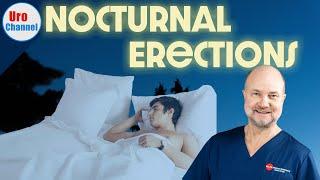 You NEED morning erections WHY do they occur?  UroChannel