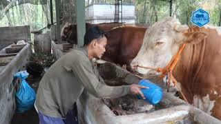 NYOMBOR SORE SAPI SIMMENTAL