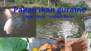 Cara memberi pakan ikan gurame agar cepat tumbuh besar #budidayaikan #gurame #ikan