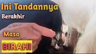 Tanda BerakhirnyaBIRAHIpada kambing