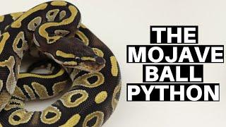 Morph Guide #2 The Mojave Ball Python - Benjamins Exotics