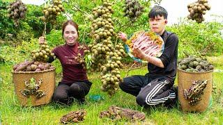 Harvesting Ambarella - A fruit with a shell that resembles a toad Goes to the market sell