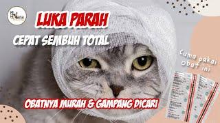 OBAT UNTUK LUKA KUCING YANG BISA DIBELI DI APOTIK MANUSIA